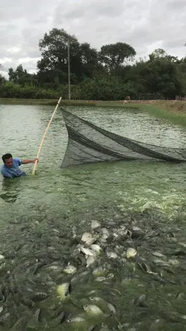 #ປານິນບ້ານຄໍ້ຂາຍຕະຫລອດປີ #ເມືອງຈໍາພອນ #ເທນວັນນີ້💖 #ຟິດດດດ✨ 