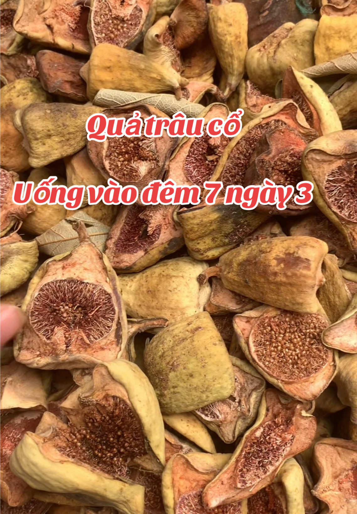 #ysl#thanhu#quatrauco#xuhuong#danong 