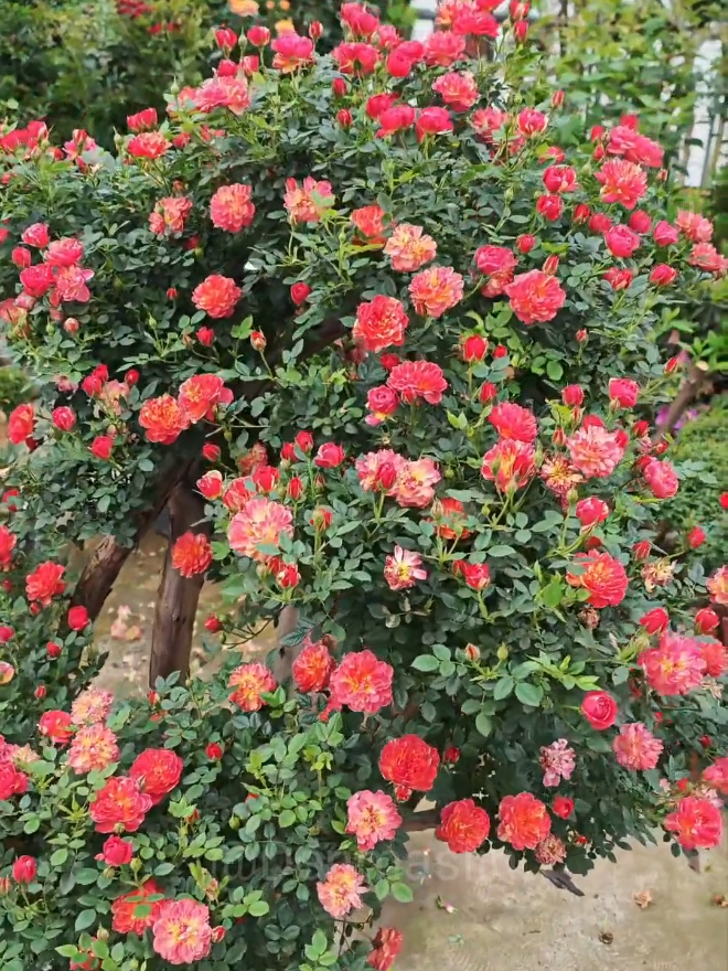 #pupukperangsangbunga #mawar #bungacantik #harianaksedunia #fyp 