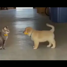 🥱no captain    #foryou #foryoupage #1millionviews #1milionaudition #creatorsearchinsights 