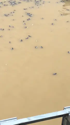 #nuôitrongthuysan  sạch sẽ 