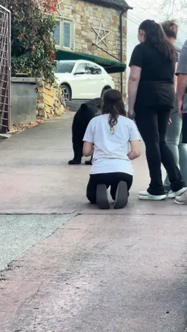 The #1 thing to not do while in Gatlinburg. Hand feeding a bear and trying to pet it.  #gatlinburg #tennessee #smokymountainsnationalpark #pettingbears                              Update: Yes they were told by multiple people not to do it. This stuff is why bears are relocated or put down.  After I stopped recording, the bear took off with a bag that included a to go box of food (from someone else) and ran up behind the church. 