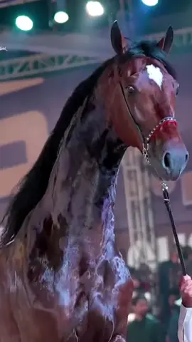 #foryoupage @chadnandeona2⚜️ #gujjarclubdeona #gujjarbrand🔥💪🤘 #adnangujjar786900 #deona_group🦅 @Gujjar 1💪 