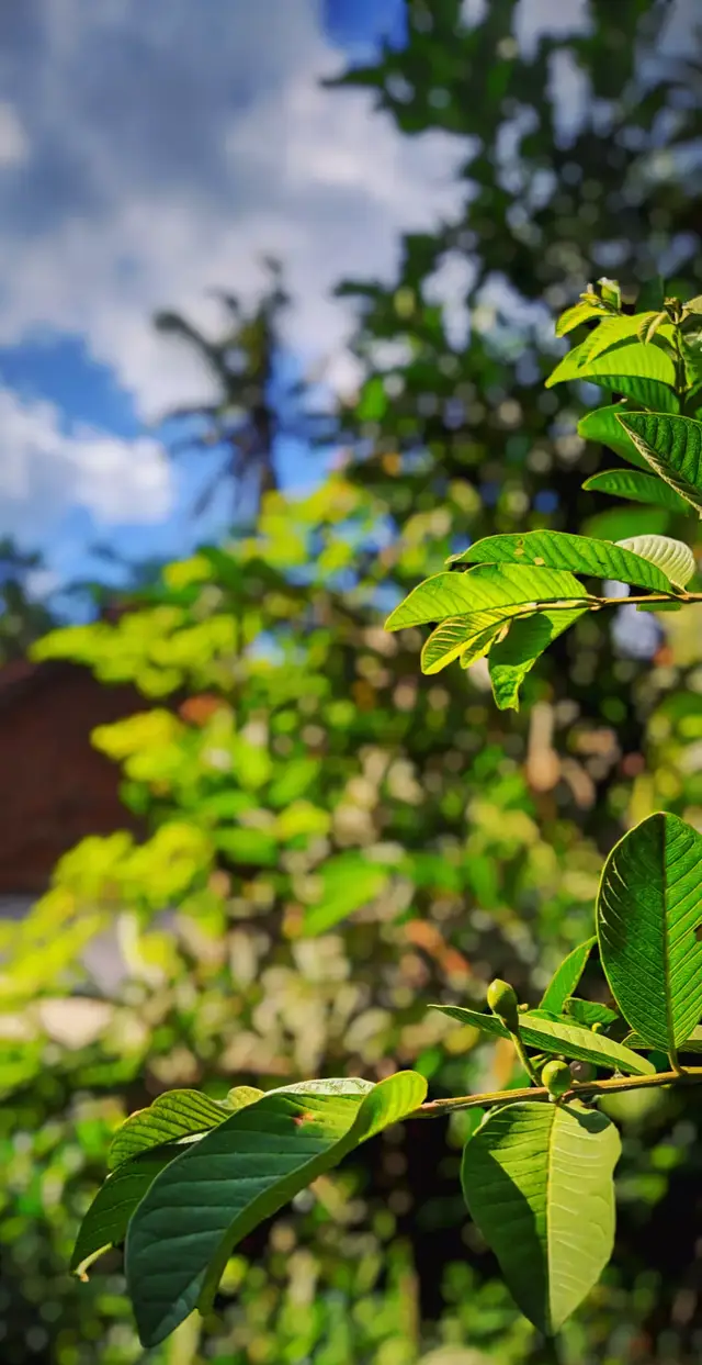 #simpatikmusic #tiaraamora #zxycba 