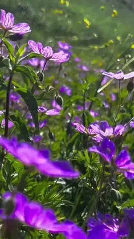 ❤️‍🩹 اللهم اني اسالك الثبات في الامر والعزيمة على الرشد واسالك موجبات رحمتك وعزائم مغفرتك واسالك شكر نعمتك وحسن عبادتك واسالك قلبًا سليما ولسانا صادقا واسالك من خير ماتعلم واعوذ بك من شر ما تعلم واستغفرك لما تعلم انك انت علام الغيوب #طمئنينه_للقلب #امل #السعودية #ترند #LearnOnTikTok 