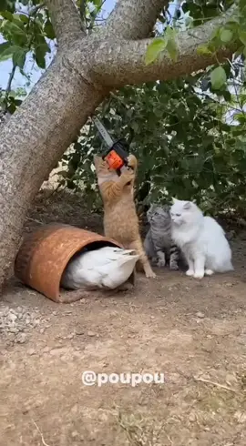 Oyen masih ngak terima dijahilin angsa terus #fyp #viralindonesia #kucinglucu #sora #ai 