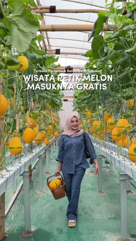 Terbaru di sidoarjo ada wisata petik melon yang masuknya GRATIS #petikmelonsidoarjo #infosidoarjo #FoodFestOnTikTok #rekomendasianisfit #fakesituation 