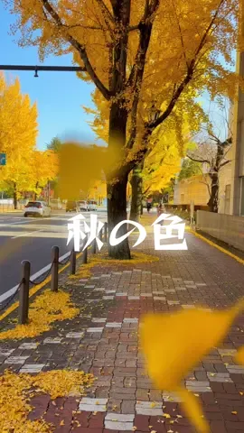 #秋 #銀杏 #秋コーデ 🍂