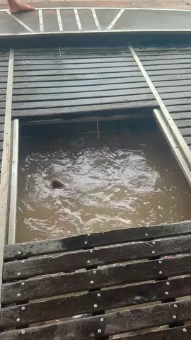 Gió bắc vô là thấy tết sắp tới nữa rồi đó🤭#xuhuong #trending 