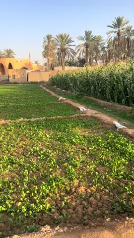 #creatorsearchinsights 