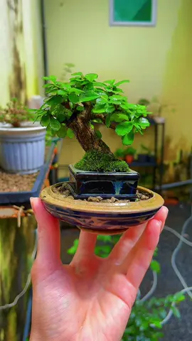 “Đời người như một cánh đồng, có mùa gặt hái, có mùa trống trơn. Quan trọng là bạn đủ sức vượt qua những mùa đông không thu hoạch gì.”#Anhͪ Kiͥệtͭ Boͦnsaͣiͥ#samhuongmini #samhuongindo #bonsaivietnam #xuhuong 