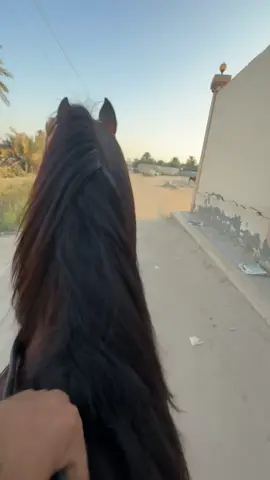 شجاع الخماسين🔥✨🖤#خيل_وخياله🐎 #مشروع #الشعب_الصيني_ماله_حل😂😂 #مالي_خلق_احط_هاشتاقات🧢 #CapCut 