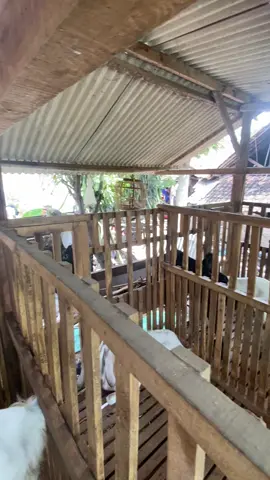 #fyp #tulungagung24jam #peternakmuda #kambing #kambingqurban 