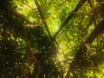 If I could, I would go back to my childhood  #foryou #fyp #nature #naturecore #beautyofnature 