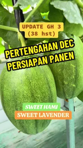 UPDATE GH 3 (38 hst) #jenikofarm #kebunmelon #wisatapetikmelon #melonhidroponik #melon 