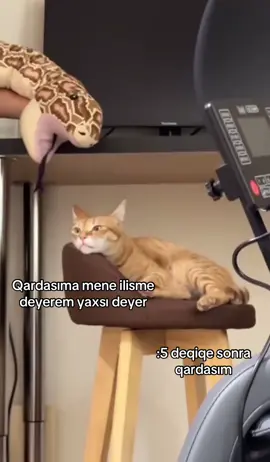 😂#kesfett #kesfetteyiz #fyp #kesfetbeniöneçıkart #fyppppppppppppppppppppppp