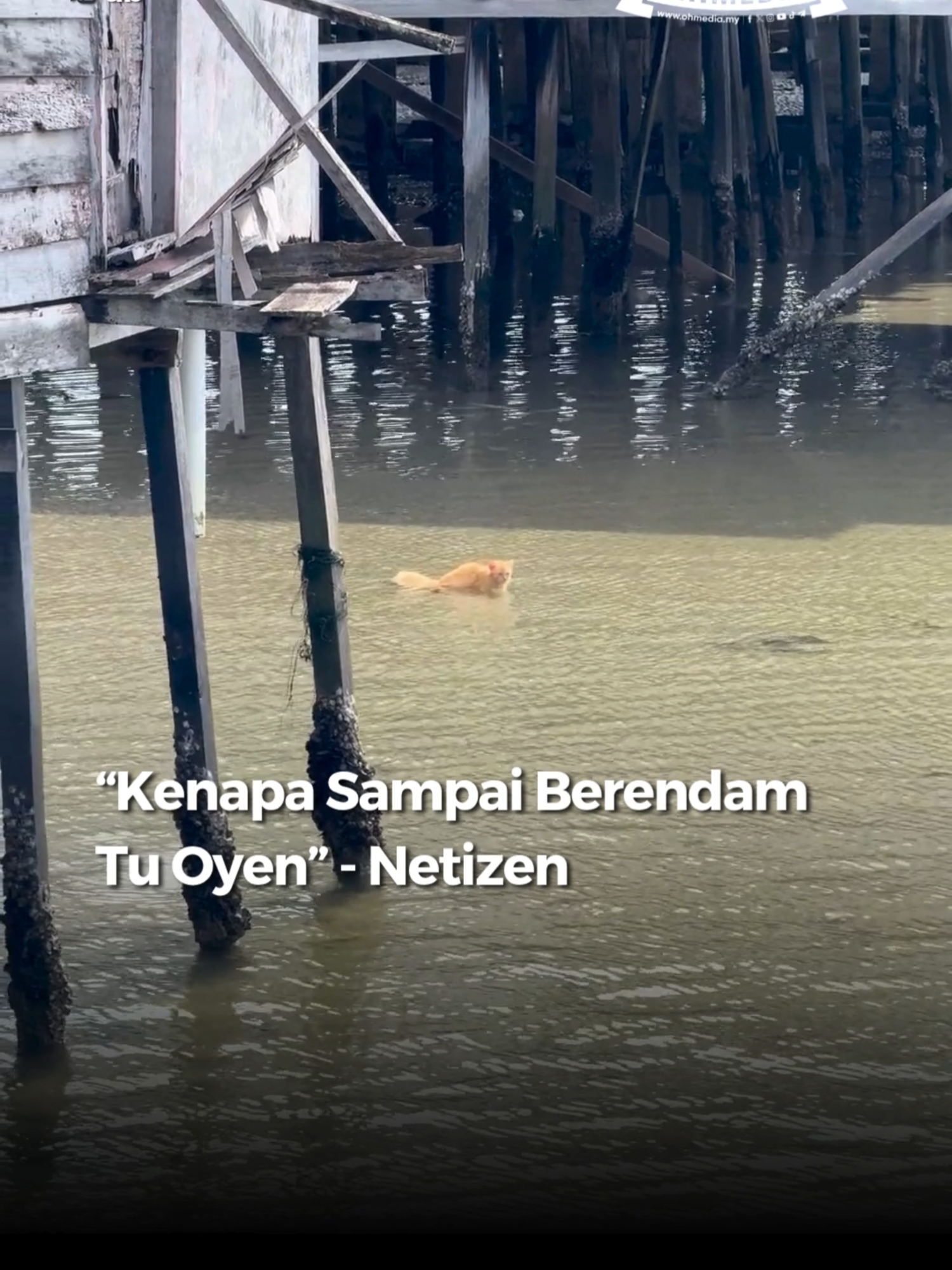 Tetaplah healing Oyen walaupun hidup hanya makan dan tidur 😢 #ohmedia #as