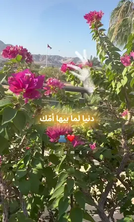 الدنيا لما بيها أمك #❤️#صباح_الخير #تصويري_احترافي_الاجواء👌🏻🕊😴 #fouryou #fypシ゚ 