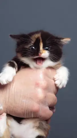 #gato #gatitos #gatos #cat #catlover 