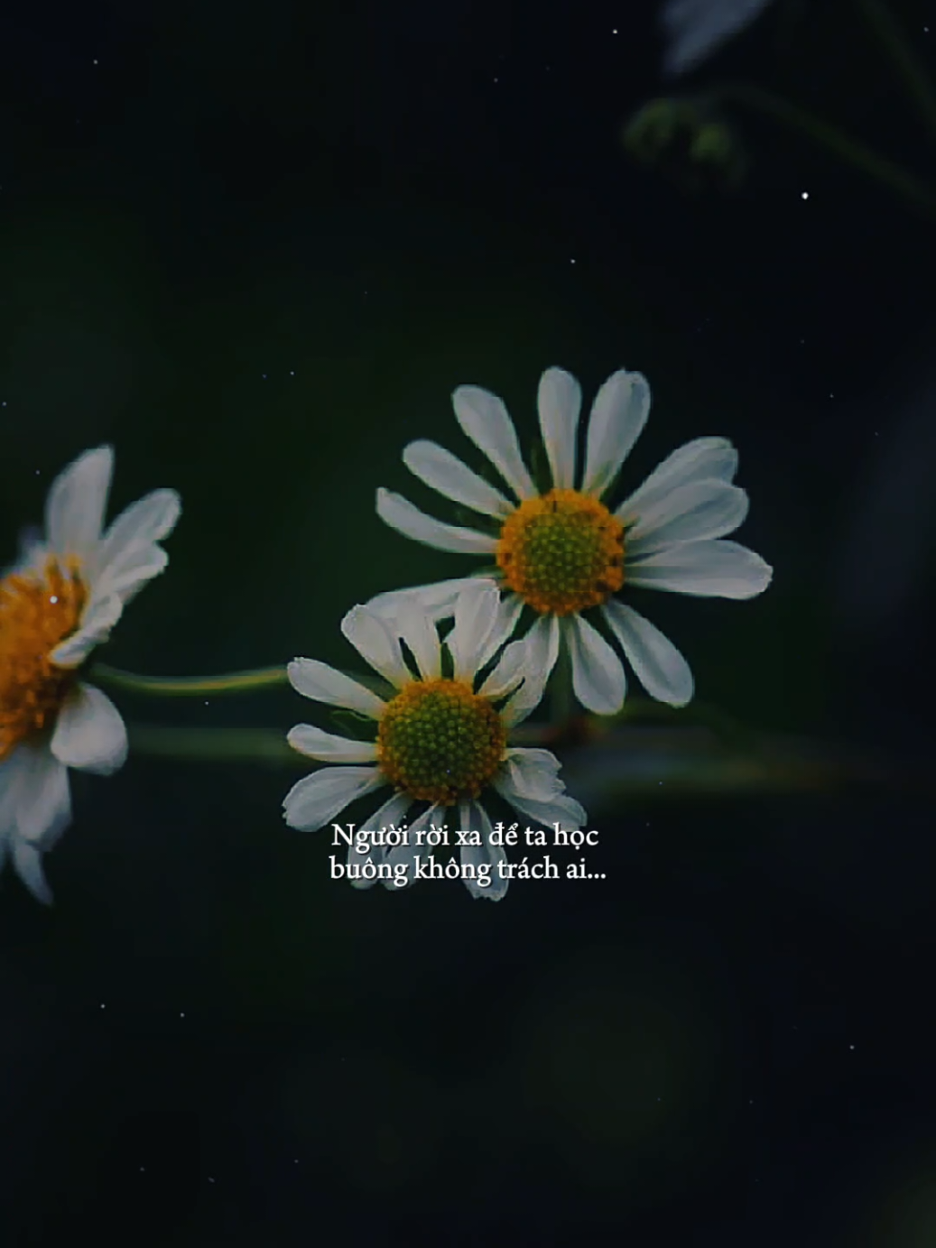 Người rời xa để ta học buông không trách ai... [ Hẹn Nhau Ở Vô Thường ] #hennhauovothuong #nhacbuontamtrang #tramcamxuc💔 #maucapcut #phonhac 