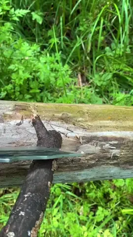 #pisaudapur #pisaudagingserbaguna #pisauantikarat #cekkeranjangkuning 