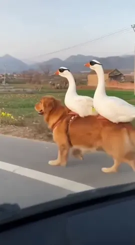 không lúc nào được yên ổn hết vậy 😂 #dog #funny #animalfunfacts #xh 