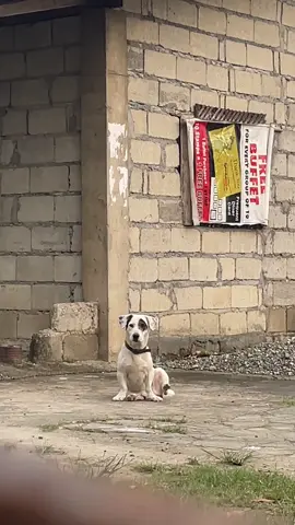 The new owner calls him Alpha, but he still recognizes his past name and my voice. I miss you so much Snoopy 🐾#doglovers #dog 