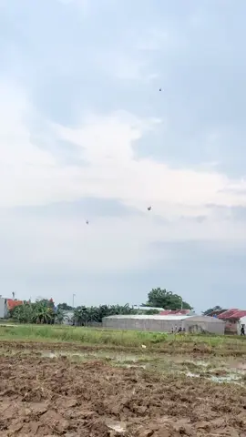 Joki juara bertahan peraih podium antar kecamatan fiyan kipli ( wiradesa ) Vs Agil kedungwuni #layangansukhoi #layanganaduan #layanganturnamen #sambitanlayangan #fyp 