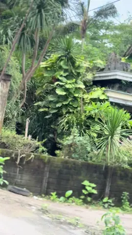 GL100 Basic Tiger AG Kediri ▶️ Surat Komplit Urep  ▶️ Plat 09 - 26 ▶️ Mesin Standart Tiger  ▶️ 6Speed ▶️ Mesin Vaporblasting  ▶️ Powdercoating ▶️ Stir Day  ▶️ Holder Kiri Vixon ▶️ Gass KSR  ▶️ Batok CD ▶️ Lampu Biled Day ▶️ Skok Ninja ▶️ Slebor Dpn Leo ▶️ Kaliper Brembo M3 ▶️ Master Rem Brembo ▶️ Klakson GL100 ▶️ Jok Buka Samping ▶️ Skok Blkng Ultima ▶️ Slebor Blkng JRS ▶️ Begel S2 ▶️ Velg Rossi 160 Rata ▶️ Ban Kingland 90/80 ▶️ Knapot Kleper ▶️ Postep K45 ▶️ Arm Supit W175 ▶️ Pedal Rem Crystal  ▶️ Jagang Tengah Vixon ▶️ Kelistrikan On Semua Ngadiluwih Kediri Wa.me/6285649248925 #jungarage #gl100 #cepek #cb #glkotak 