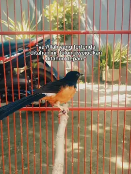 #fyp #jangkauanluas  #semuaorang  #kicaumaniaindonesia #muraibatuindonesia 