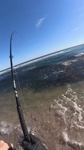 striped bass and bunker going absolutely nuclear in New Jersey  #jettyjockeys