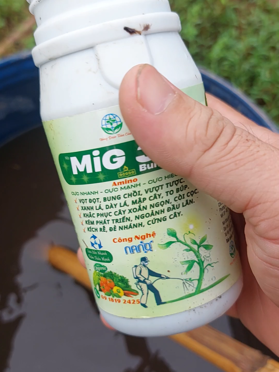 MIG 38 vua bung đọt mạnh, ra đọt nhiều xanh dầy lá 1 chai pha 400l nước.#sauriengmientay #saurieng #xhtiktok #xhuongtiktok 