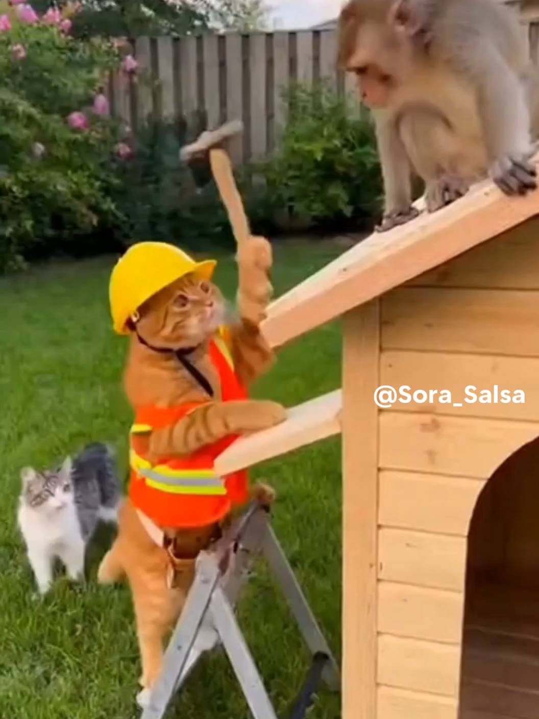 Oyen ada dendam pribadi ke Onyet 🤣🤣🤣 Gara-gara sering diusilin pakai Balon kalau lagi enak-enak Tidur 😸😹😹 #fyp #kucinglucu #cat #sora #ai #fypindonesia #kucingoren