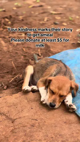 They trust that they won’t go hungry if you watch this video twice and write random words  #savehungrydogs #Donationlinkinbio #goviraltiktok #chicago #Miami 