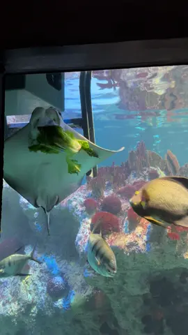 snack time!! #fyp #aquarium #snack #Summer #stingray 