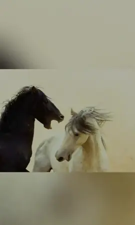 #creatorsearchinsights 25