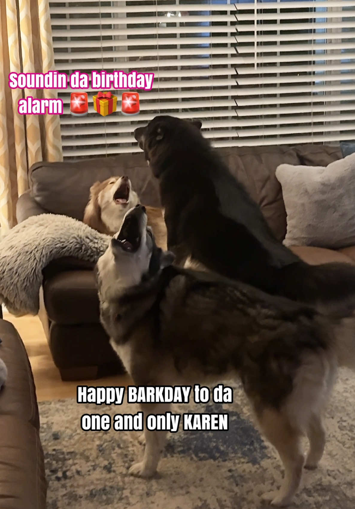 Asking My Huskies To Sing Me Happy Birthday 🎁💀🤣 #dogsoftiktok #happybirthday #fyp #husky #dogs 