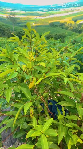 muôn đi đâu đó #suhuong #canhdep 