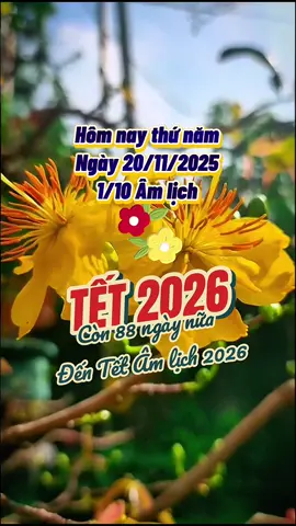 Chỉ còn 88 ngày nữa là đến Tết 2026 #naotoitet #tet2026 