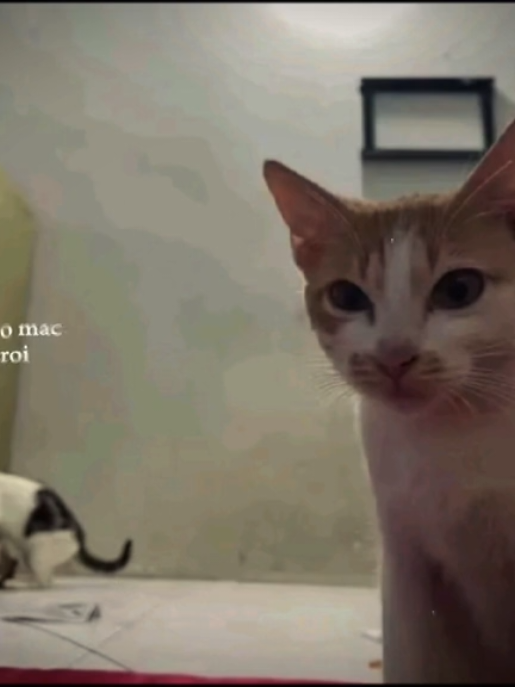 Em đã là vợ người ta 🥹 #meme #xhtiktok #tred #music 