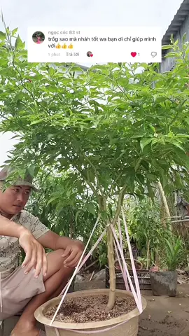 @ngoccuc83st ;Gửi anh chị tham khảo cách trồng ớt của em nha🌶#vuonnhatiep #lamvuon #garden #thichtrongcay #nongnghiep 
