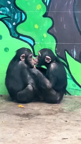 Tụi bây làm vậy mà coi được 😒#khoanhkhacdangyeu #petcute #khỉ 