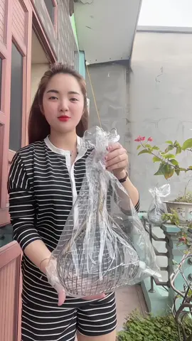 Lồng bẫy khuyên, hút mật bằng sắt 2 cửa siêu nhậy, giá bình dân#phukienlongchim #phukienlongchimtuantu #longkhuyen #longkhuyen #longbaykhuyen 