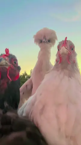 funny video to laugh 