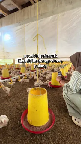 peternak ayam #peternakayam #peternak #peternakmuda 