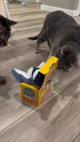 The best cat toy🪶🐱 #cat #cats_of_instagram #cats #catoftheday #cattoy #catlover #reels #cute #reelsinstagram #pet #petsagram 