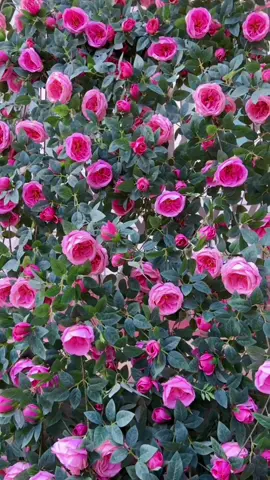 Artificial Plants Super ganda and mas affordable guys. #artificialplants #artificialrosegarland #garland 