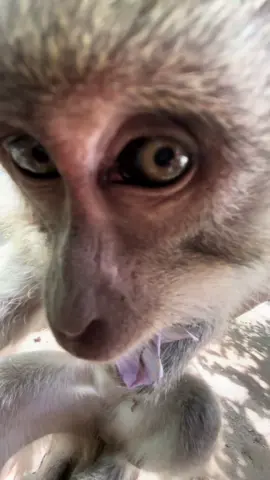 Maan thr#fyp #fypシ゚ 