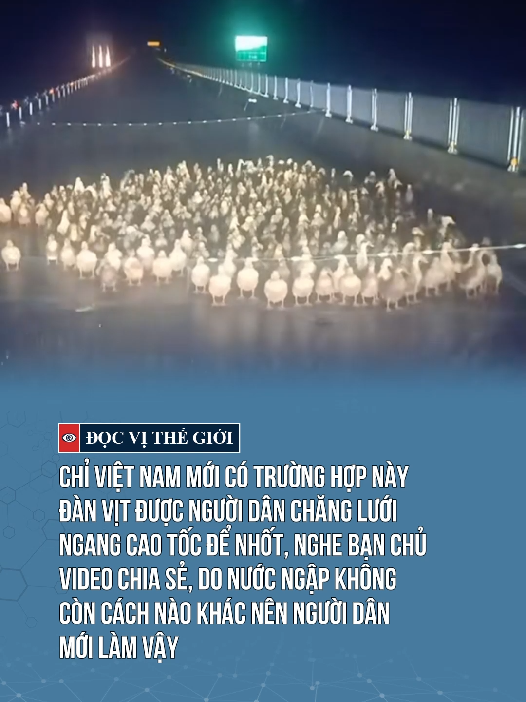 Chỉ Việt Nam mới có trường hợp này: đàn vịt được người dân chăng lưới ngang cao tốc để nhốt