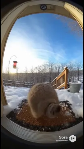 Pallas Kitten Cat #pallascat #fypシ #sora 